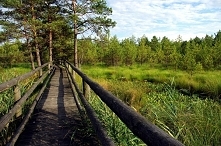 Imielty Ług, Lasy Janowskie