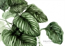 Calathea 50 x 70 cm