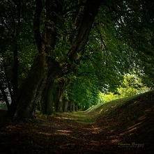 . . . aleja kasztanowa