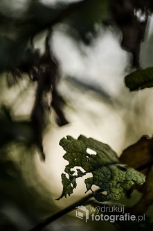 Fotografia Artystyczna