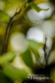 Fotografia Artystyczna