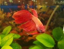 Piękniś