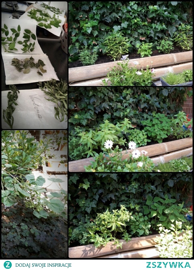 mój ziołogród