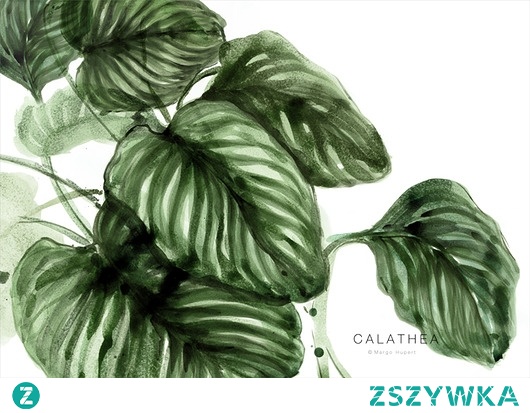 Calathea 50 x 70 cm