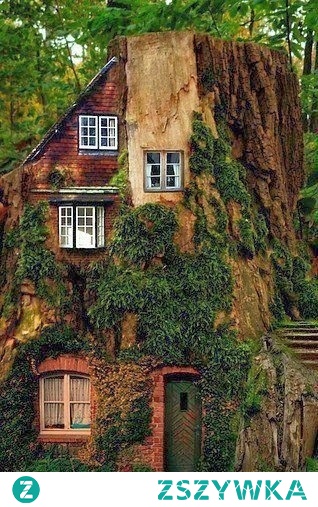 Tree house