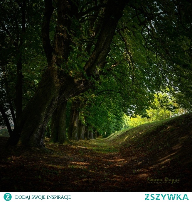 . . . aleja kasztanowa