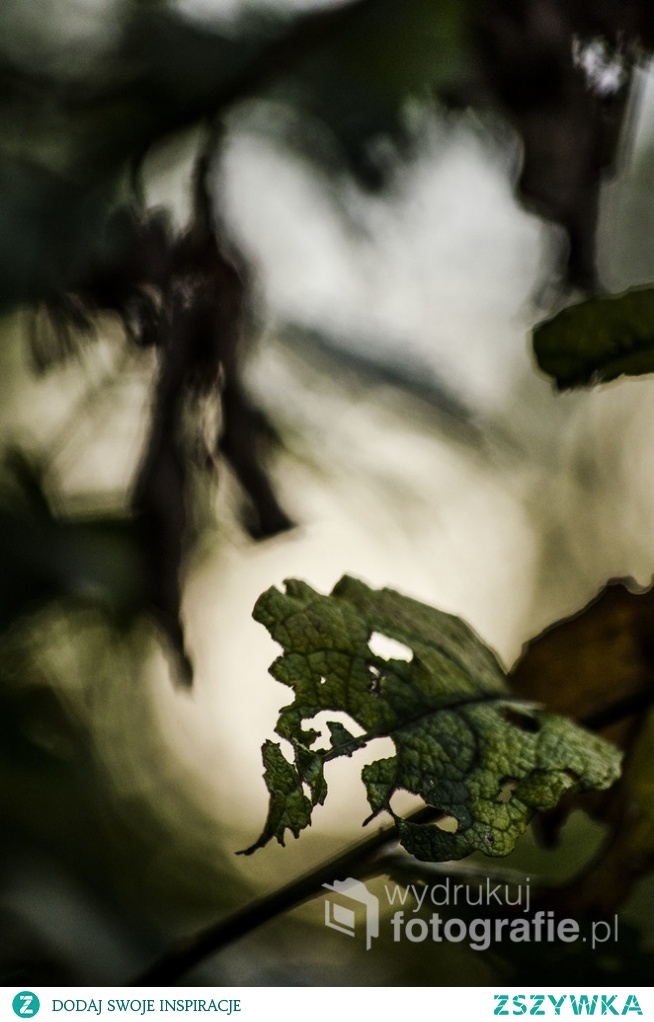 Fotografia Artystyczna