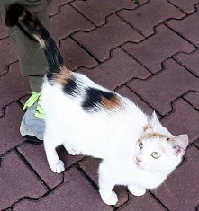 Stawiamy na Łapy

Ogłoszeni...