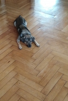 Tak mój Dynksio radzi sobie z upałem.