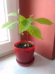 małe awokado 2 tygodnie później :)