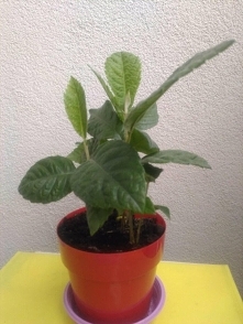 loquat (nieśplik japoński) z pestek :)