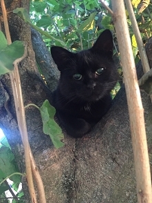 niby ślepa a na drzewa wchodzi