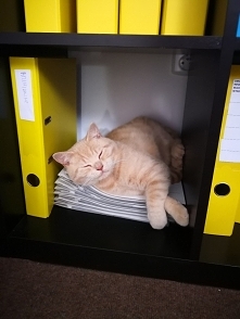 Prace biurowe wg. Gizmona :)