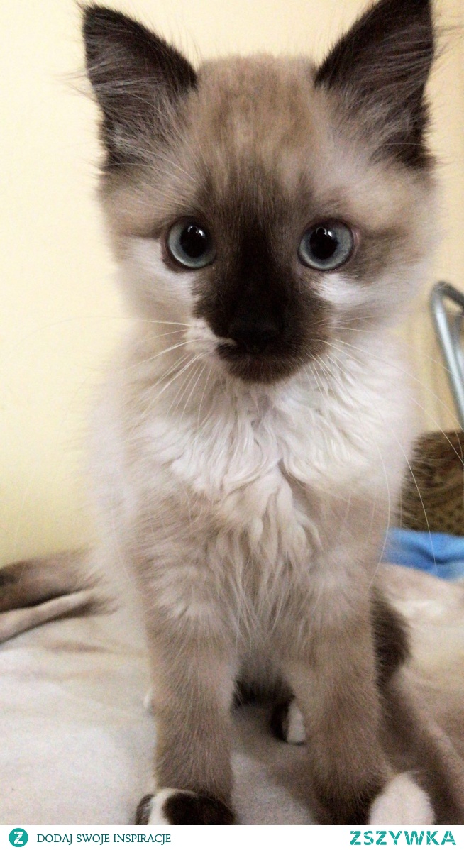 Chyba moja pani idzie;-)