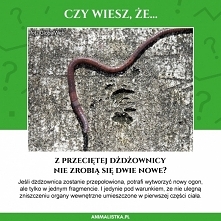 Fanpage: /animalistka
Kiedy byłam dzieckiem, chłopcy często powtarzali ten mit o dżdżownicy i z dumą demonstrowali dziewczynkom, że obie części przeciętej dżdżownicy się ruszają...