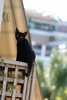 Ciekawski sąsiad, czarno to...