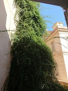 Otwieram okno i... nawet kwiaty chcą do nieba.