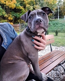 Każdy myśli, że ma najwspanialszego psa na świecie. I każdy ma rację :) 
Zakochana po uszy w Izzy. Wasze zwierzaki też są waznymi członkami rodziny?