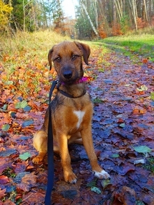 mój cudny kundelek Filipek
