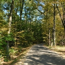 • ♡ • rower • słońce • las • ♡ •