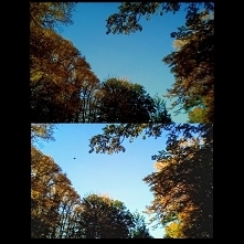 Złap spadający liść...