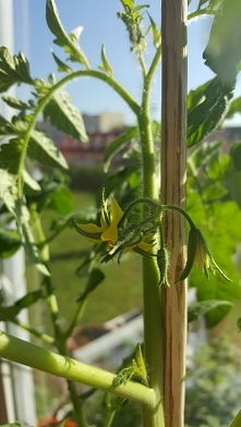 Mój pomidorek zaczyna kwitn...