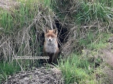 "Sąsiedzka kukaczka " ;P