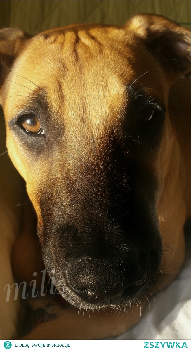 Moja morda kochana; )