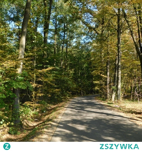 • ♡ • rower • słońce • las • ♡ •