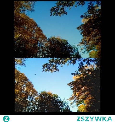 Złap spadający liść...