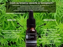 den z mniej lotnych terpenó...