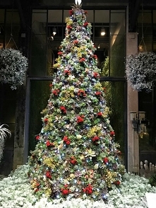 Oryginalna prawdziwa zielona sztuka tylko czasami choinka ma pragnienie ale cóż podlewanie to sama przyjemność gdy taka panna chce wody. Mało wymagająca a długo żyjąca.