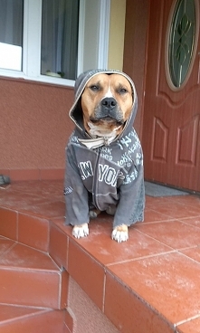 Był Zgredek w ubranku :) To teraz ciotki przedstawiam wam drugiego słodziaka trochę większego Nestora <3