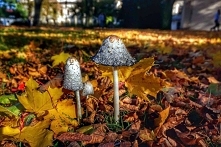 Miała być fotka ładnego grzybka wśród jesiennych liści, rosnącego w parku obok zamku w Żywcu. Wyszła opowieść o grzybku jadalnym.