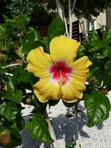 Hibiscus. Chłodny dzień ale życie kwitnie.