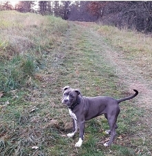 Owiane złą sławą Amstaff to...