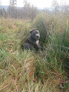 Politycy przeciwko psom. 
Nasz rząd właśnie wprowadził ustawę, która zakłada zaostrzenie kar za wyprowadzanie psów bez smyczy i kagańca. Nawet 5 tysięcy złotych za psy uznane za...