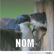 nom nom