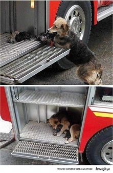 suczka ratuje szczeniaki