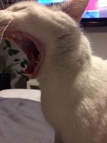 przegląd dentystyczny