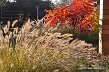 Rozplenica jesienią