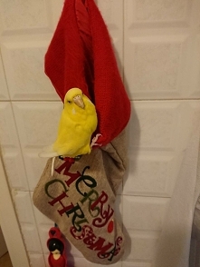 Maja to wieloletni prezent, który dała nam dla domu natura i przyjaźń do końca naszych dni bo co więcej da szczęścia jak takie znalezisko z ulicy a jest naprawdę wiele serc tak ...