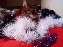 kot vs choinka - humorystyczny tekst po kliknięciu w zdjęcie :)