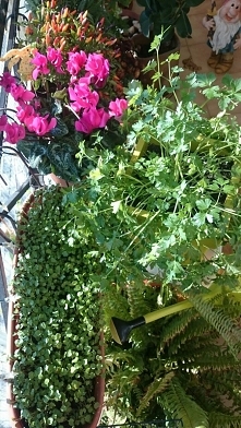 Zimne noce i chłodne poranki ale słońce jeszcze pomaga by baby rukola dorosła w towarzystwie aromatycznej pietruchy i kolorowej papryczki.W sumie trwa wszystko w wolnym jesienny...