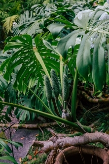 Monstera deliciosa i jej owoce