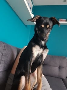 Kiedy czytasz książkę , a pies siedzi Ci na brzuchu i zastanawia się co robisz