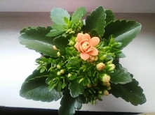 Skoro już mówimy o kwiatkach to właśnie wzięłam się za moje kalanchoe. To zdjęcie jest z października 2017 roku kiedy go kupiłam. Był malutki i piękny no i miał mnóstwo kwiatków...