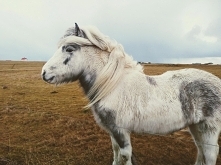 Iceland horse