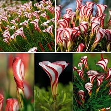 Szczawik różnobarwny