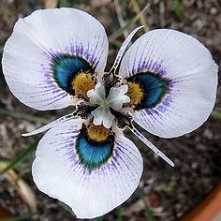Moraea Iridioides